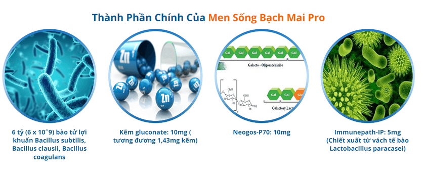 Thành Phần Chính Của Men Sống Bạch Mai Pro